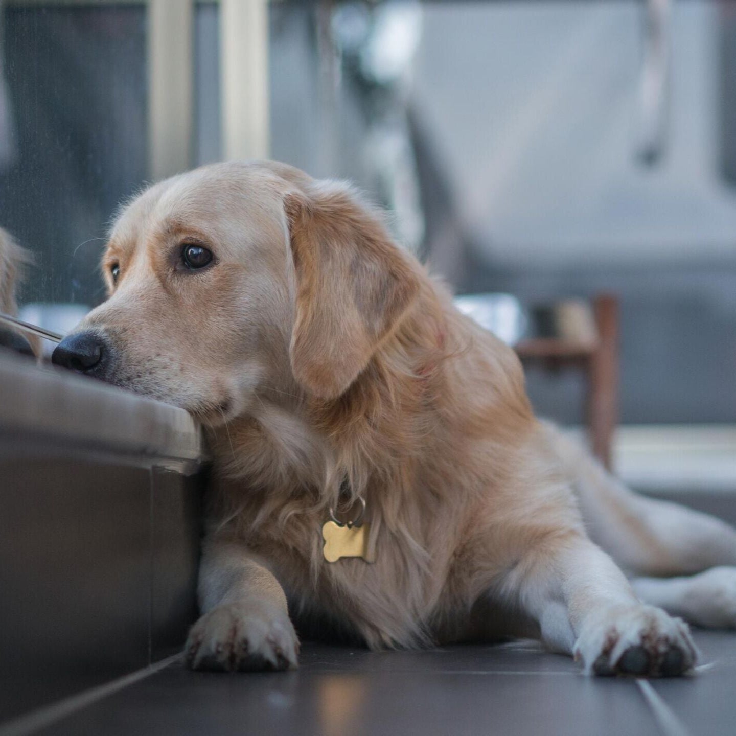 Dog Wheelchair Rental vs Purchase: What’s Better in the UK?