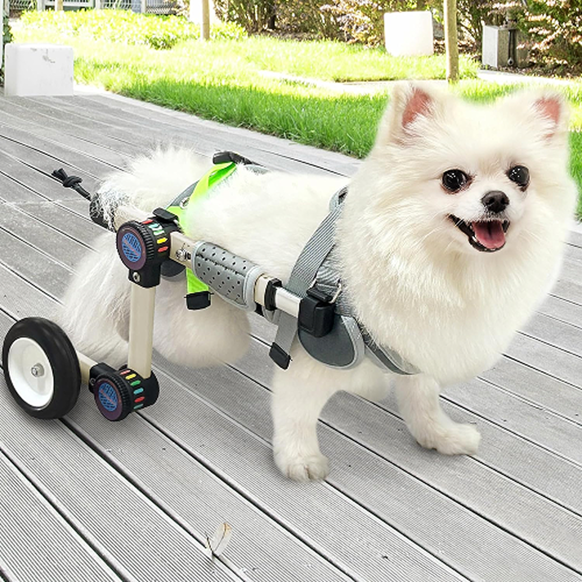 How to Measure Your Dog for a Wheelchair (Accurate Guide + Sizing Chart)