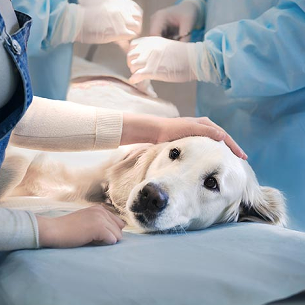 Understanding Intervertebral Disc Disease (IVDD) in Dogs
