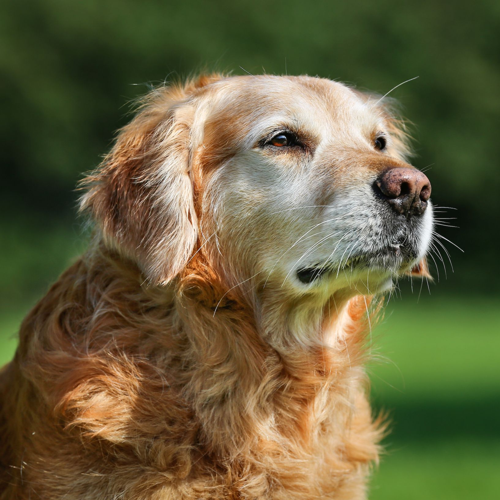 Can a Dog Live a Happy Life in a Wheelchair?