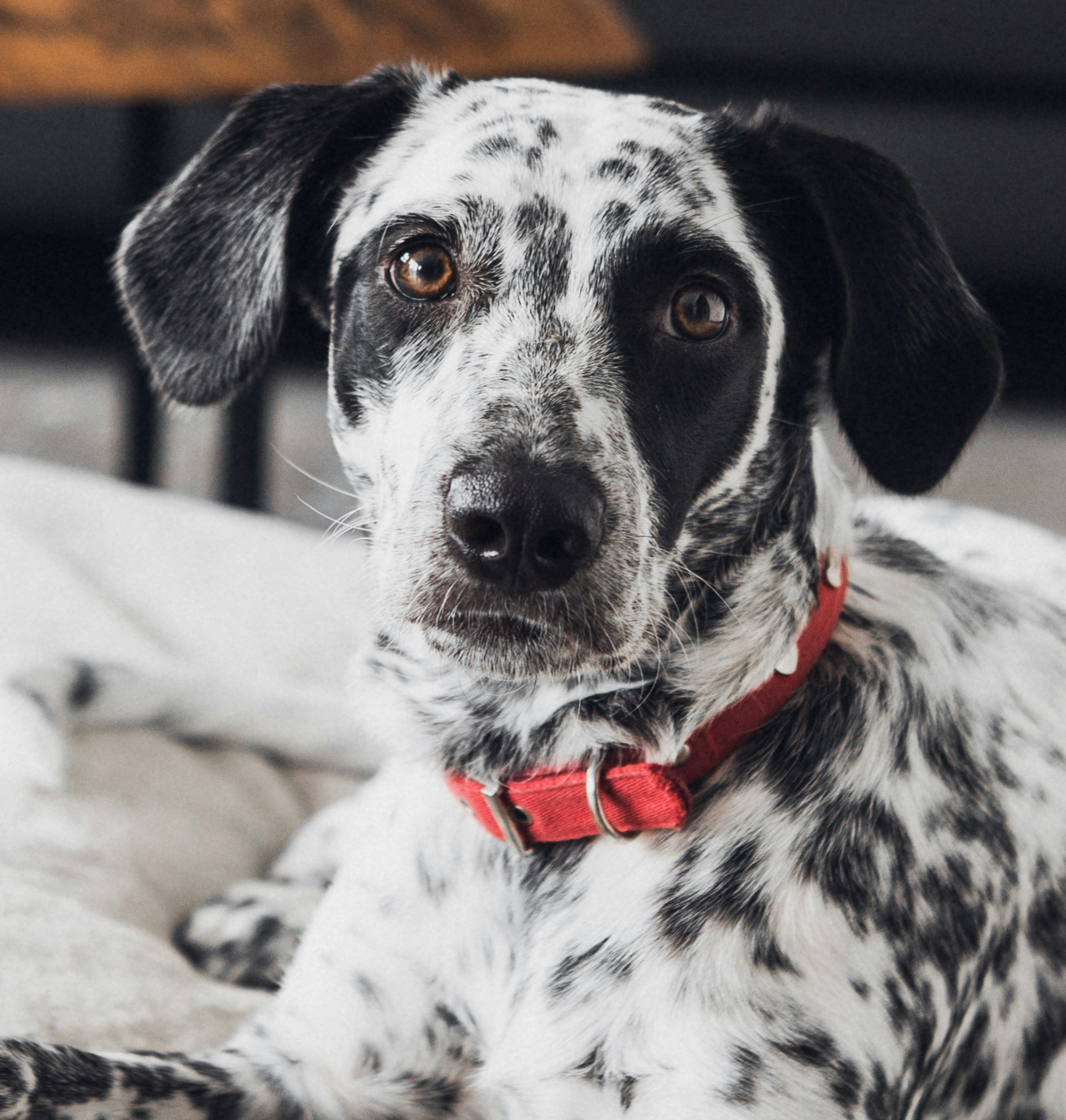 Best Dog Wheelchairs with Rear and Front Support (UK Options)
