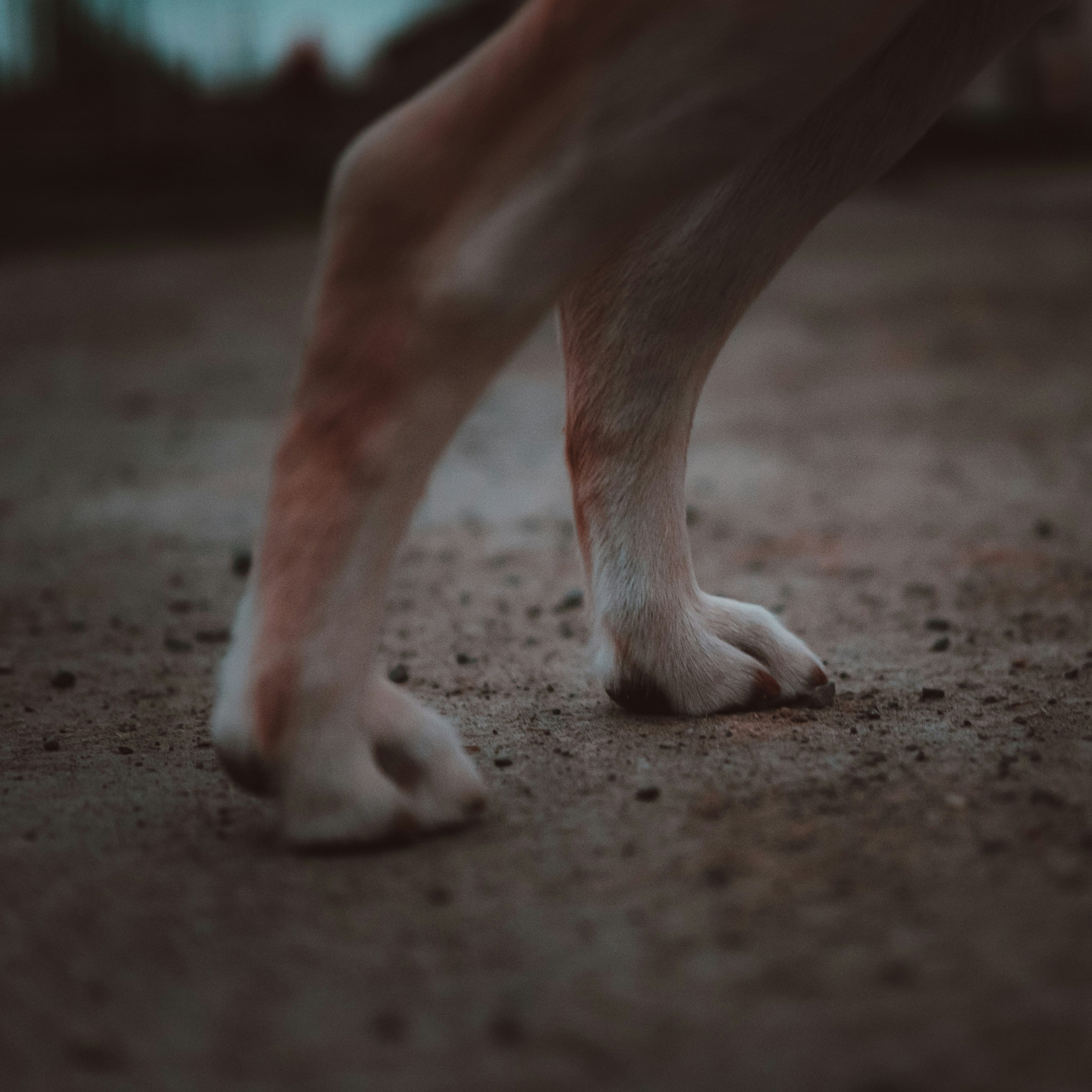 Dog Back Legs Weak and Shaking? Here's What It Could Mean