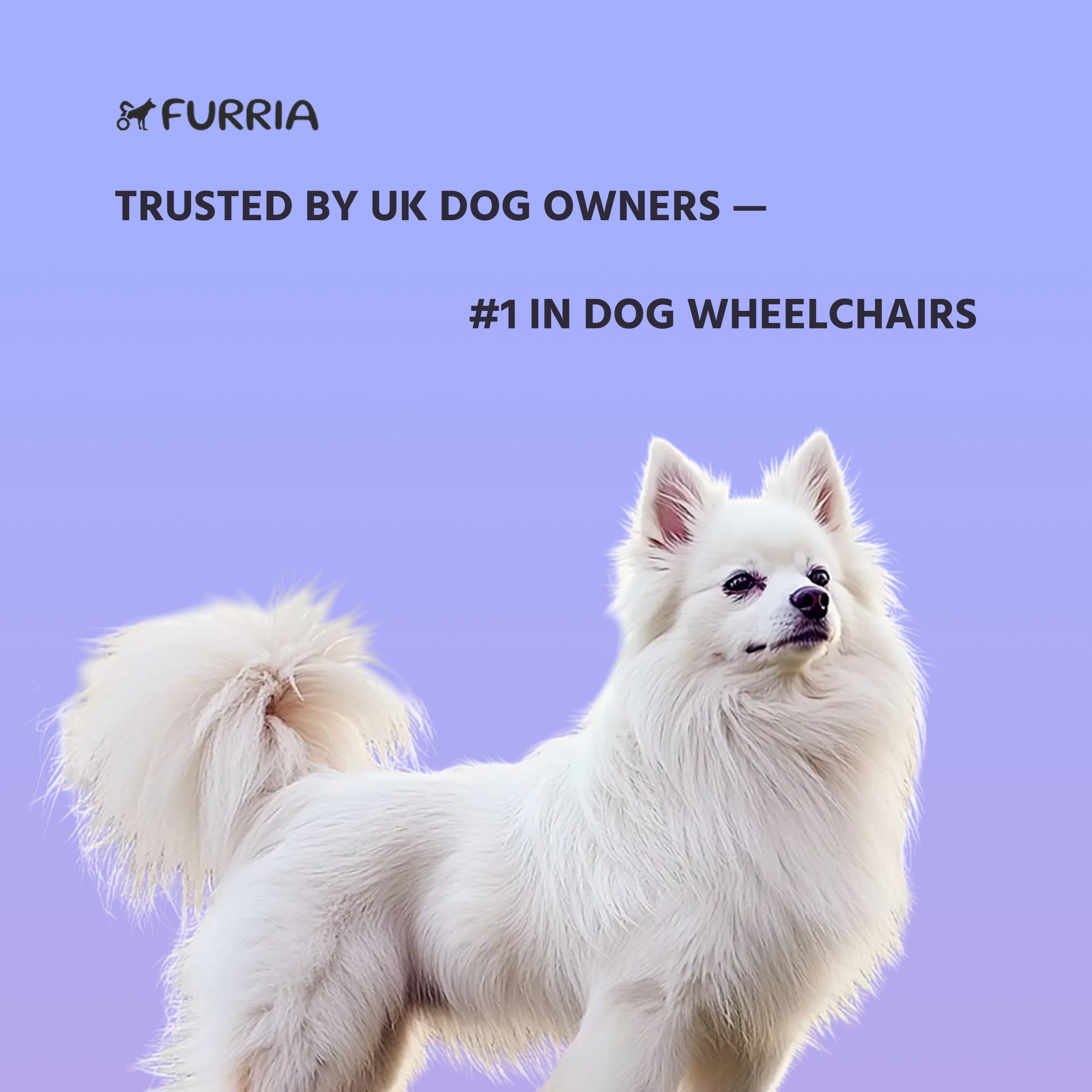Small Dog Wheelchair