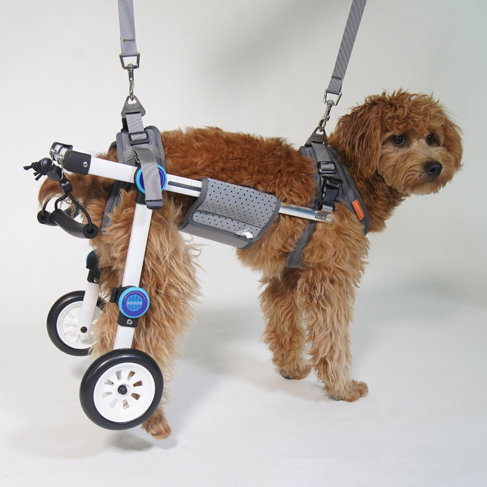 Small Dog Wheelchair