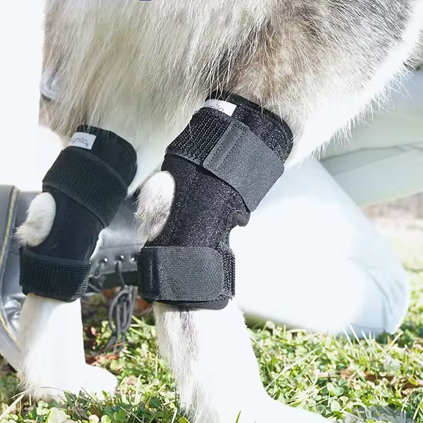 Dog carpal support