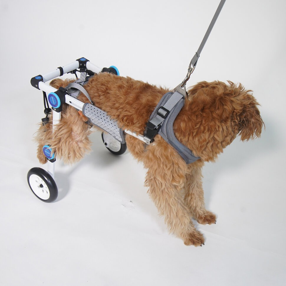 Small Dog Wheelchair