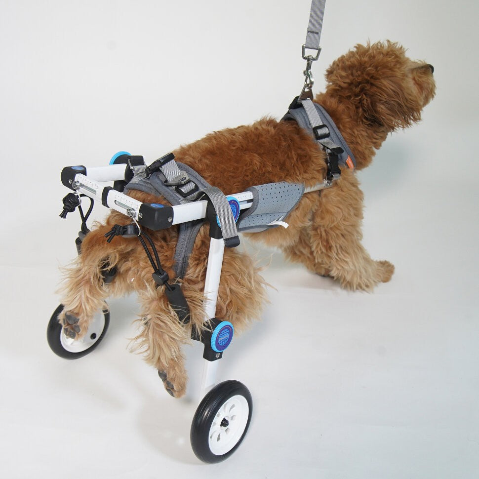 Small Dog Wheelchair